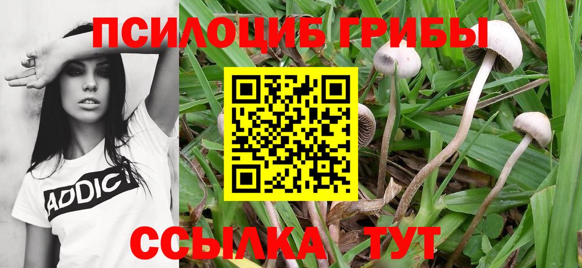 Псилоцибиновые грибы мухоморы  Псилоцибиновые грибы Cubensis  закладка  Азов  Вход с VPN 